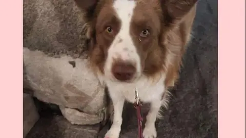 Perro desaparecido Julio 2024