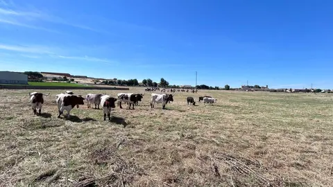 Encierro Fuentesaúco 1