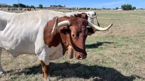 Encierro Fuentesaúco 2