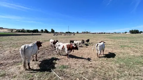 Encierro Fuentesaúco 3