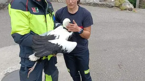 Rescatada una cigüeña por los bomberos en Palazuelo de las Cuevas