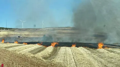 Llamas cubillos. imagen de archivo