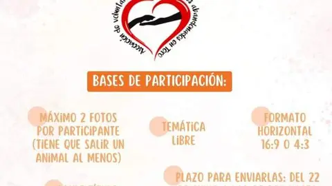 concurso de fotografía . Día internacional del animal sin hogar