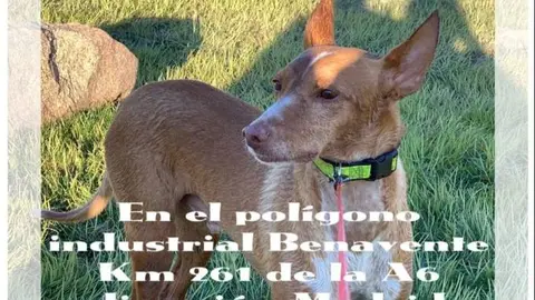 Merlín perro desaparecido