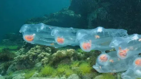 Salpas Plaga España