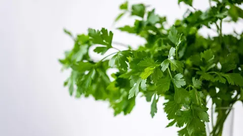 Cilantro Archivo