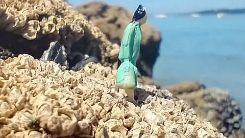 Objetivo-paquidermo-2024