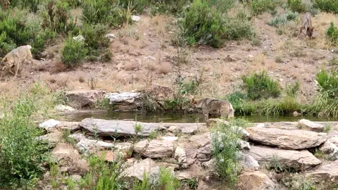 lobos baño