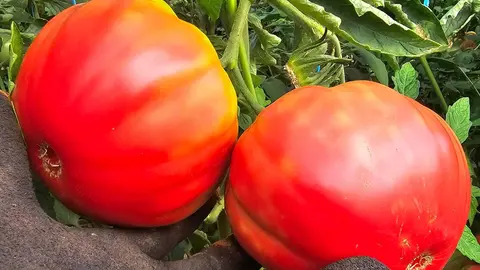 tomates rosas