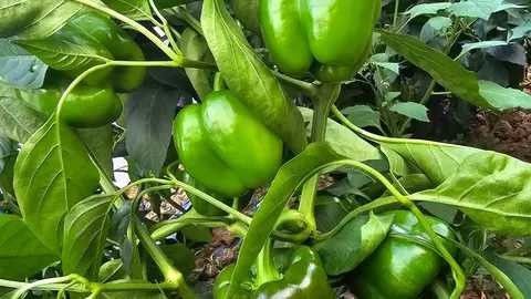 pimientos picantes