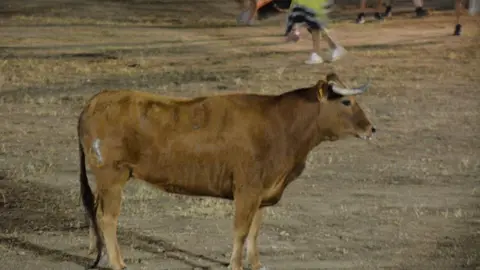 villaralbo toros vaquillas_4