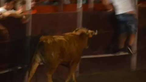 villaralbo toros vaquillas_8