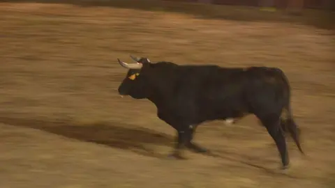 villaralbo toros vaquillas_41