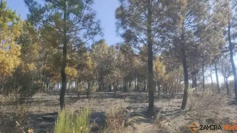 incendio Alcañices