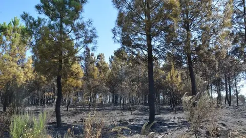 fuego alcañices_14