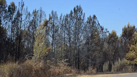 fuego alcañices_20