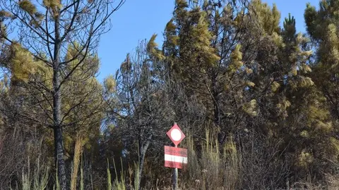 fuego alcañices_26