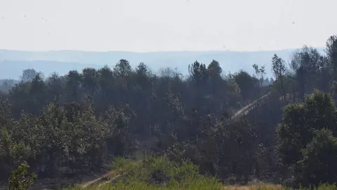fuego alcañices_30