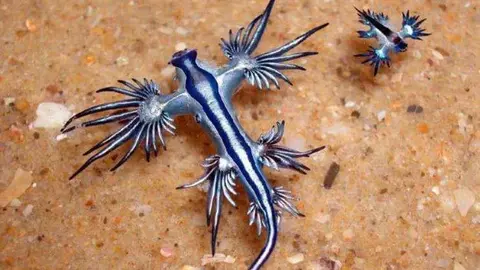 Dragón Azul Molusco