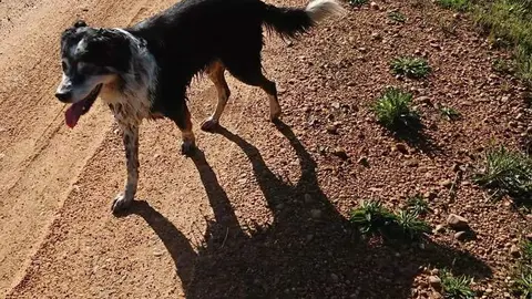 Perro perdido en Pozuelo de Tábara