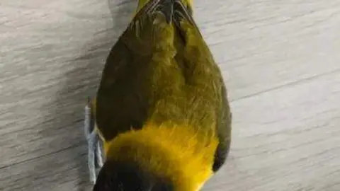 Agarponi perdido en Benavente