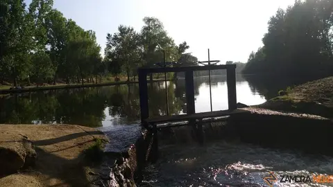 amazonas zamorano