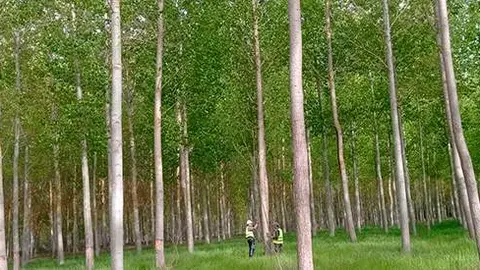 Chopos vía Twitter @populuscyl