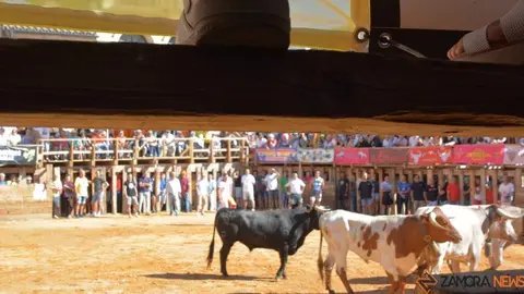 encierro sábado fermoselle _61