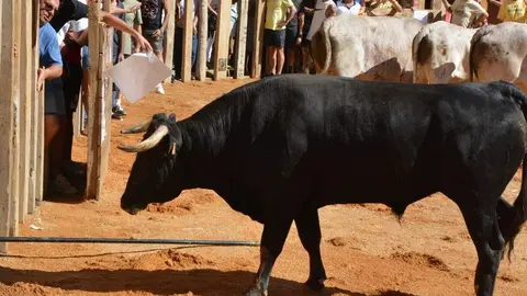 encierro sábado fermoselle _95