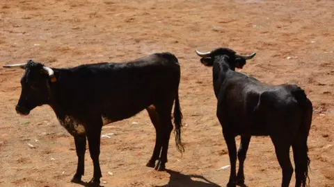 encierro s&aacute;bado fermoselle _139