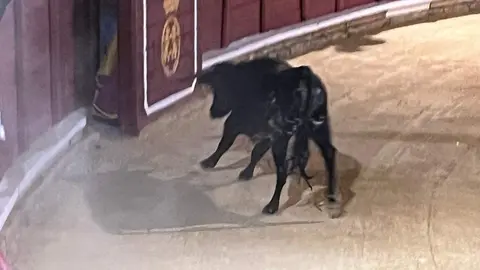 fuente del vino toro_2