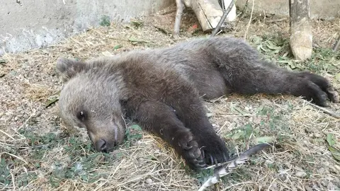 Osezno en proceso de recuperación en el CRAS