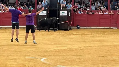 toro del cajón toro 2024_15