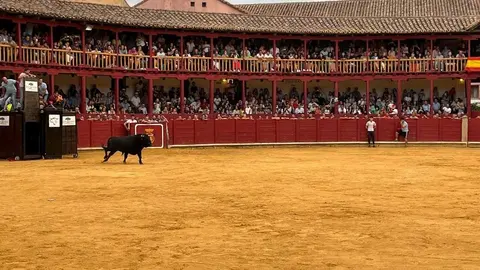 toro del cajón toro 2024_3