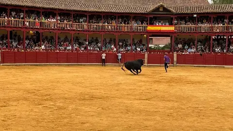 toro del cajón toro 2024_4