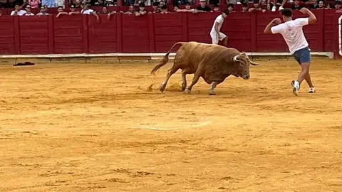 toro del cajón toro 2024_5