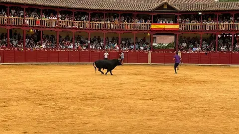 toro del cajón toro 2024_6