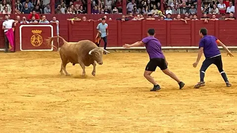 toro del cajón toro 2024_9