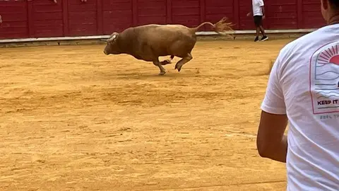 toro del cajón toro 2024_14
