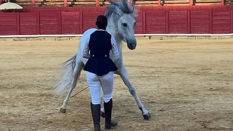 caballos toro 