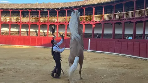 caballos toro _8