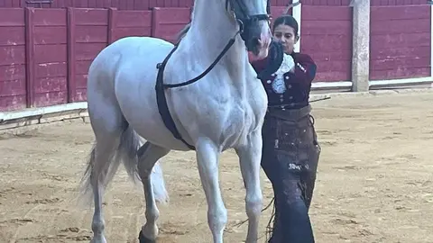 caballos toro _15