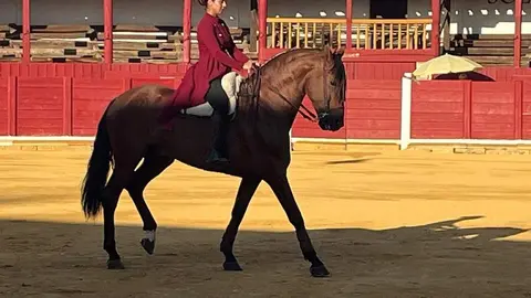 caballos toro _22