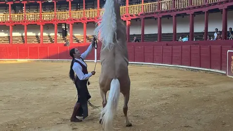 caballos toro _25