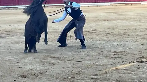 caballos toro _31