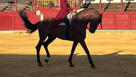 caballos toro _36