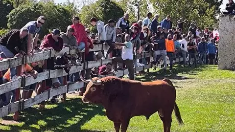 Toro de la Vega