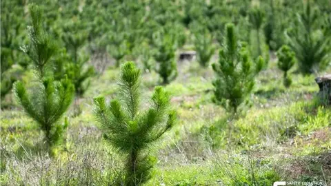 Juba Plantación Zamora
