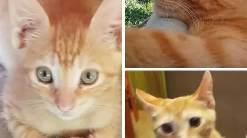 Chapa, gato desaparecido