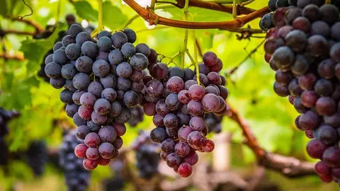 viticultura  Archivo